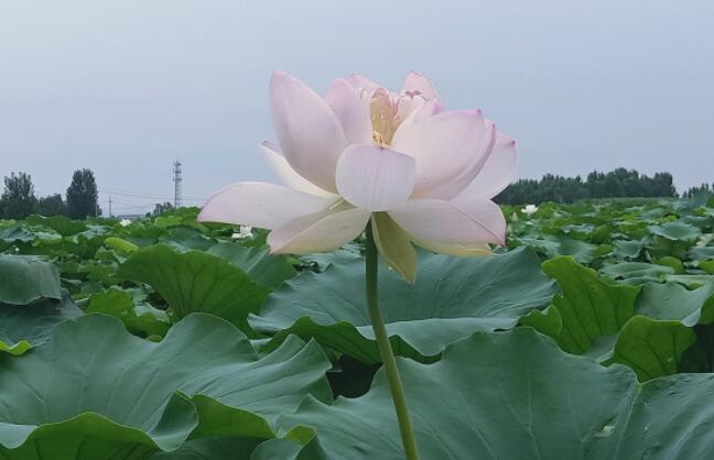 如何省钱又精致过日子,不得不说的省钱小妙招在这里